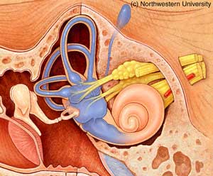 evaggelos-golas-orl-blog-diaita-gia-thn-noso-tou-meniere
